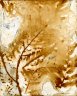 <i>Pteridium esculentum</i>... stings remedial...  -  Archival pigment on Hahnemühle Torchon paper. Image size: 112 x 90 cm, ed/3.
.